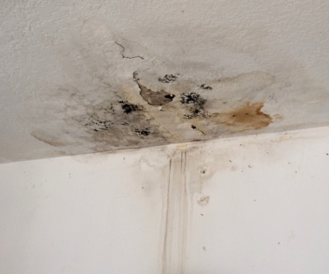 Black Mold Pictures Finding It Removal Information
